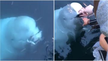 A woman in Norway has captured a beluga whale, believed to be the Russian 