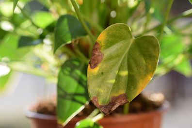 Signs your houseplant is struggling