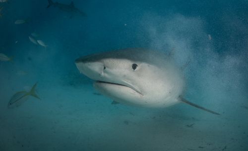 One of the most adept predators in the ocean, the tiger shark