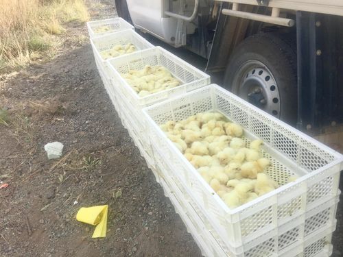 The baby chicks were born yesterday on Easter Sunday. (Picture: Toby Vue/ Yass Tribute)