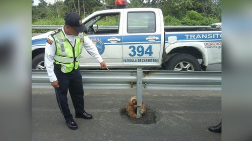 The sloth was found clinging to a traffic crash barrier pole. (Facebook/Comisión de Tránsito del Ecuador)