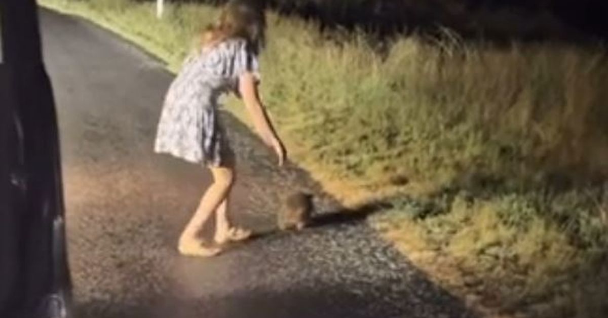 'Extreme distress': Influencer cops backlash over baby wombat video