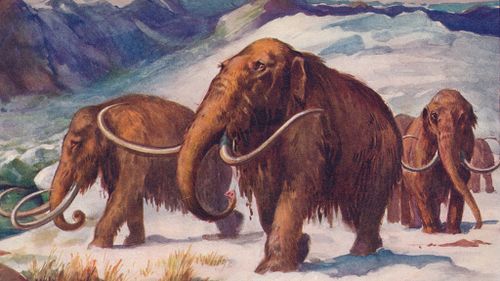 Scientists 'two years away' from creating woolly mammoth hybrid
