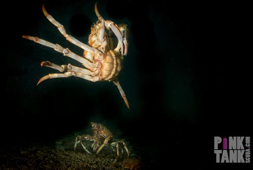 Spider crab moults from shell only to be devoured by massive stingray