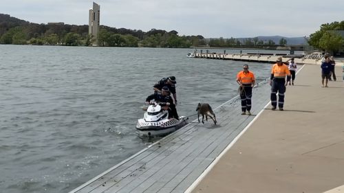 As soon as the police returned the kangaroo to solid ground, it jumped back in the lake.