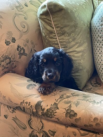 Joey Spencer, Charles Spencer's adorable new cocker spaniel pup.