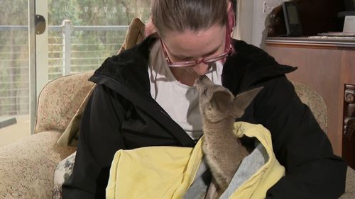 Orphaned joey rescued after kangaroos killed in Victoria