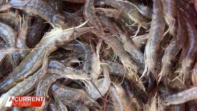 Aussie families could see a significant reduction in the supply of prawns this Easter.