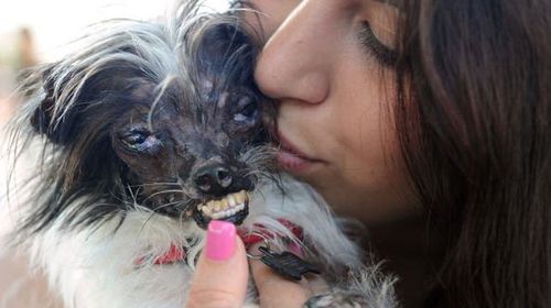 Peanut named 2014 World's Ugliest Dog