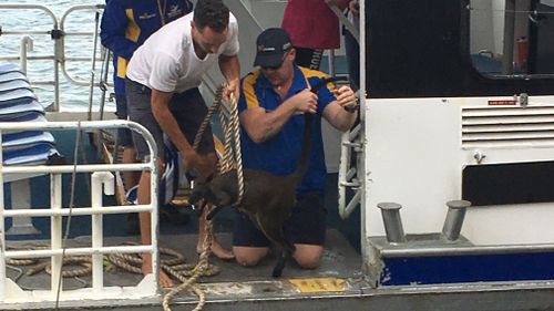 The wallaby finally made it onto the deck. (9NEWS)