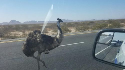Emu runs amok on US highway