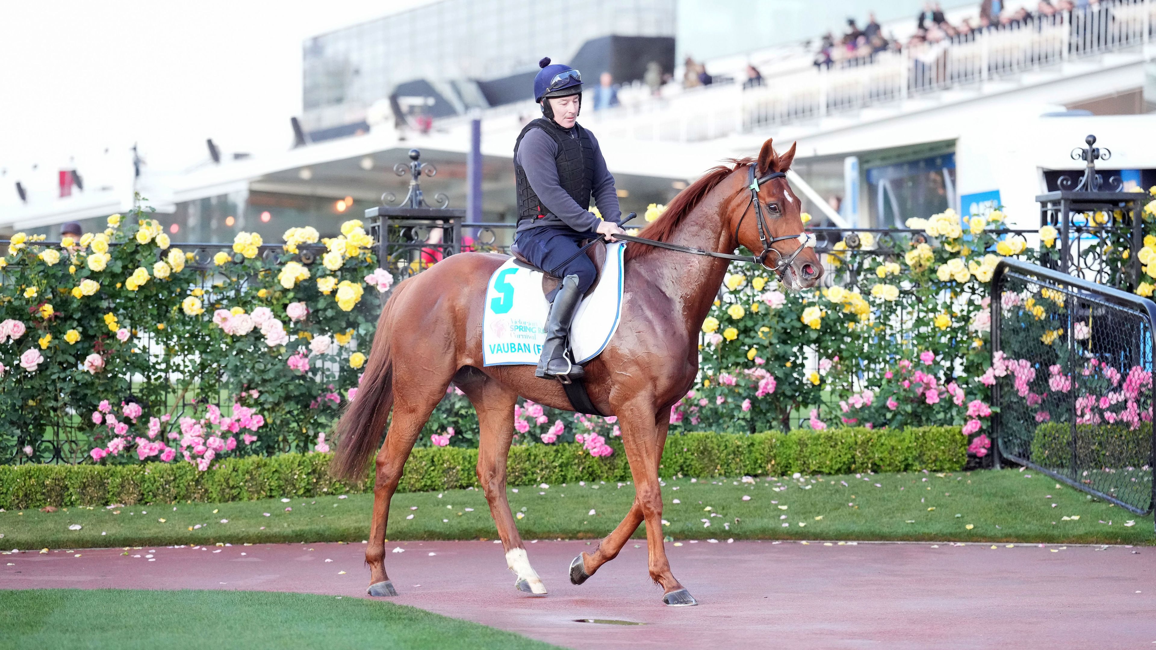 Vauban (FR) during Spring Racing Carnival Trackwork at Flemington Racecourse