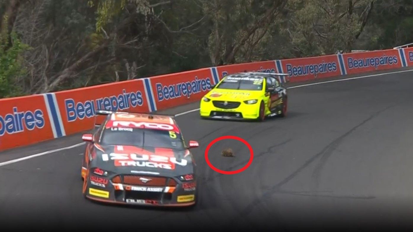 An echidna on the track caused chaos at the Bathurst 1000.