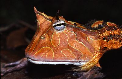 <strong>Pacman frogs</strong>