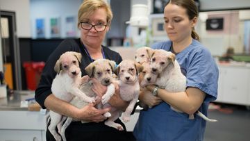 The seven puppies were found with a severe case of mites. Picture: Supplied