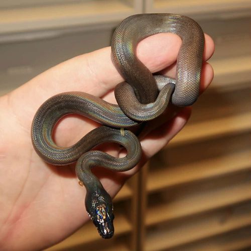A stunning hatchling bred by Jake Thomas from Unreal Reptiles.