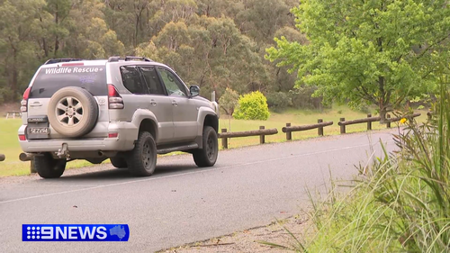 Orphaned joey rescued after kangaroos killed in Victoria