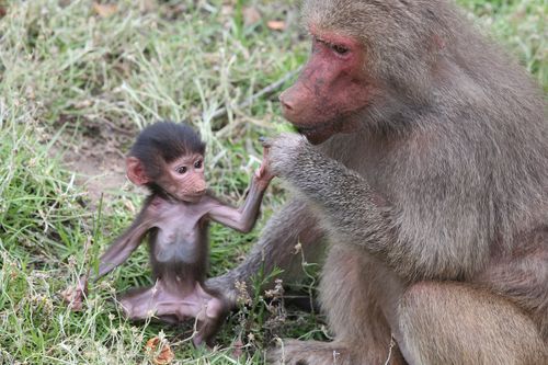 The tiny baboon was welcomed into the world just eight weeks ago. (AAP)