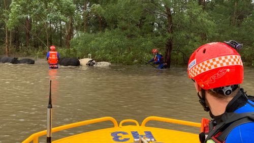 SES also rescued three cows and their calves at a farm in Falls Creek.