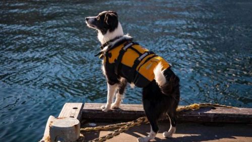 Dog recruited as official ‘seagull scarer’ for Australian National Maritime Museum