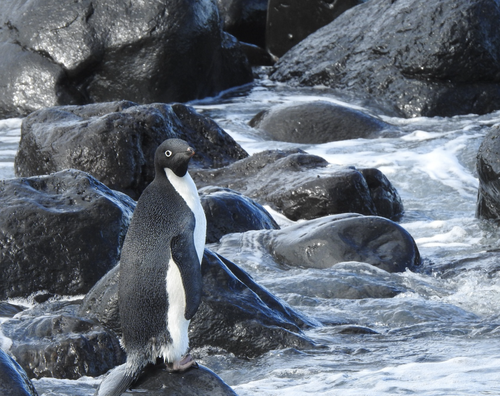 Pingu made a full recovery and has been returned to the wild.