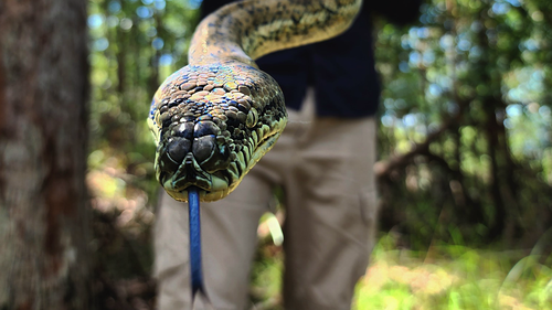 A carpet python captured at the start of the month was 'intrigued' by the camera. It was found in a home with small pets and was removed by professionals.