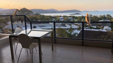 Sea views from the second floor apartment, with an asking price of $346,500 and some cirious, feathered neighbours Whitsundays Queensland real estate
