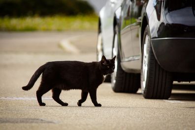 Black cat crosses the street, mixed breed cat on a road, blurred background