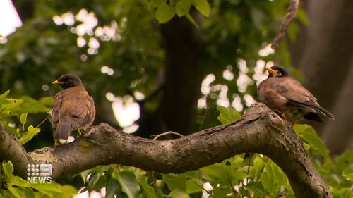 Bird experts have warned the groups' efforts to trap and euthanise the Myna birds are likely to be largely futile.