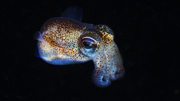 Bobtail glow squid