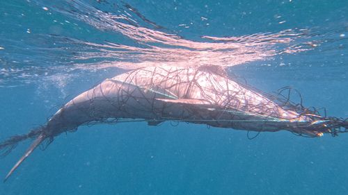 A dead dolphin has been caught on camera tangled in a shark net off Bronte Beach, Sydney.
