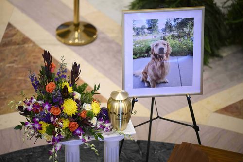 The urn carrying the remains of Gilbert, the dog of Minnesota state Rep. Melissa Hortman and her husband, Mark Hortman, is diplayed at the Minnesota State Capitol in St. Paul.