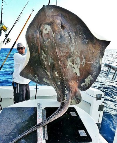 <b>An American fisherman has hauled in a rare deep water monster weighing 360 kilograms.</b><br/><br/>Mark Quartiano was fishing off Miami when he hooked what he described as "some kind of dinosaur.” It was, in fact, a <i>Dactylobatus clarkii</i>, a stingray-like species that's also called 'hookskate' or 'fingerskate'.<br/><br/>Sometimes you never just never know what's on the end of the line, or what's in pursuit of your catch. Fishing can be a real fright sometimes...<br/><br/>