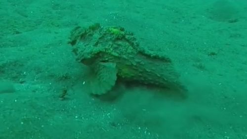 Stonefish Perth Beaches swimmers stung