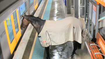Sydney Horse on train station