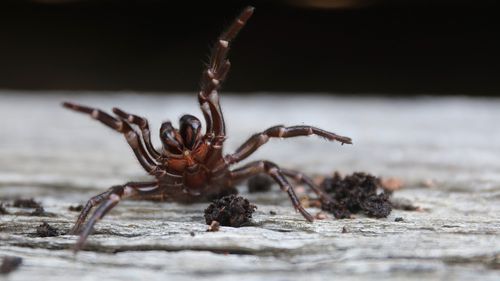 A spike is funnel-web numbers are predicted as wet and humid weather continues.
