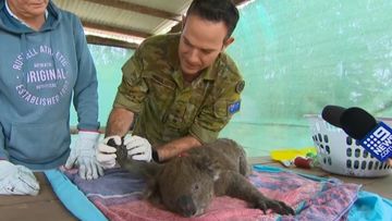 SA bushfires: How koalas are being treated on Kangaroo Island