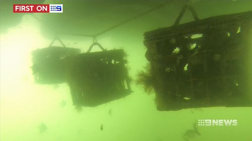 It is hoped the innovative reed will boost marine biodiversity. (9NEWS)