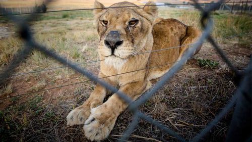 All the lions are in good health. (Image: Four Paws)