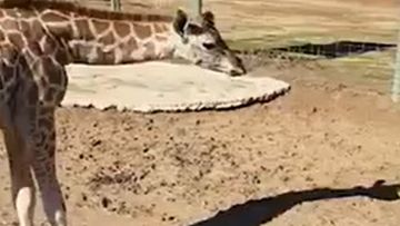 Giraffe discovers own shadow.