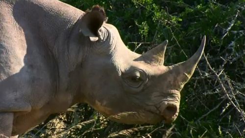 Rhinoceros could be relocated to Australia for a breeding and conservation project. (9NEWS)