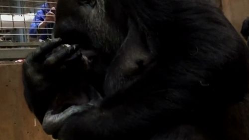 Moke is the first baby gorilla born at the zoo in nine years. (AP)