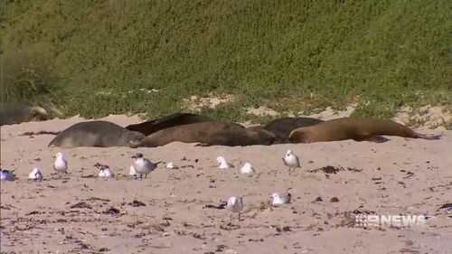 Carnac Island is also home to seagulls and sea lions.