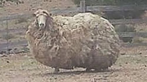 New contender for Tassie's wooliest sheep emerges from undergrowth