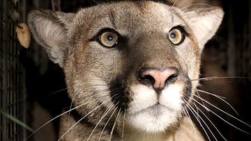 A  mountain lion known to scientists as P-81 was found dead in the Western Santa Monica Mountains.