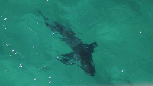 A shark was spotted swimming off Lennox Head's main beach. (Twitter / @NSWSharkSmart)