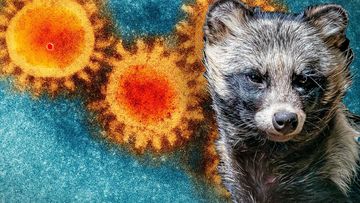 Raccoon dogs have been identified as potential sources for the COVID-19 virus.