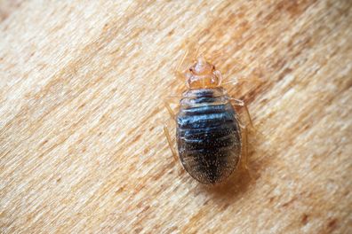 Bedbugs, bedbug inspection