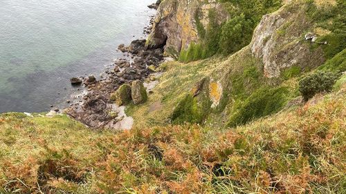 A kayaker first spotted the ewe on the remote shoreline.