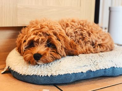 Cavoodle dog